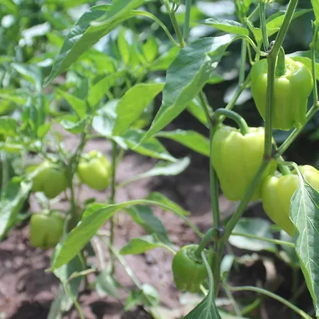 Panzió Guelsuem Hanim Evleri *