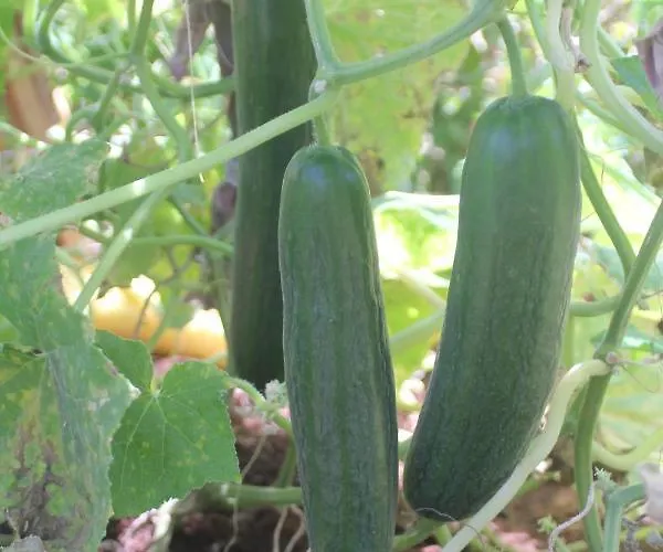 Guelsuem Hanim Evleri * Orhaniye (Marmaris)