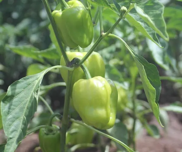 Guelsuem Hanim Evleri Bed & Breakfast *