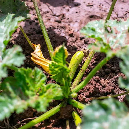 Guelsuem Hanim Evleri 住宿加早餐酒店 Orhaniye (Marmaris)
