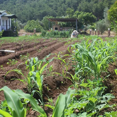 Guelsuem Hanim Evleri