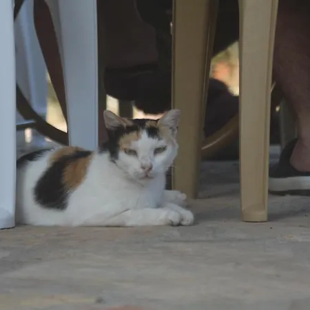 Guelsuem Hanim Evleri Nocleg ze śniadaniem Orhaniye (Marmaris)