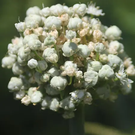 Guelsuem Hanim Evleri