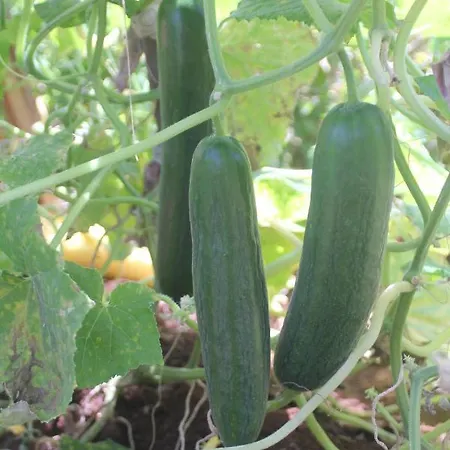 Guelsuem Hanim Evleri * Orhaniye (Marmaris)