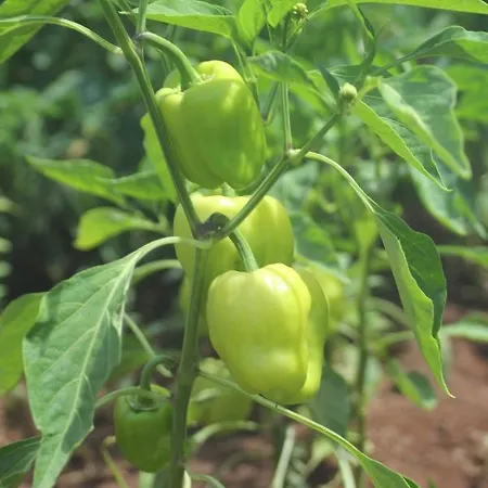 Guelsuem Hanim Evleri Bed & Breakfast