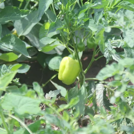 Guelsuem Hanim Evleri 住宿加早餐酒店 *