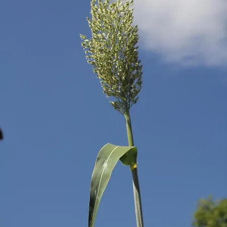 Guelsuem Hanim Evleri ベッド・アンド・ブレックファスト Orhaniye