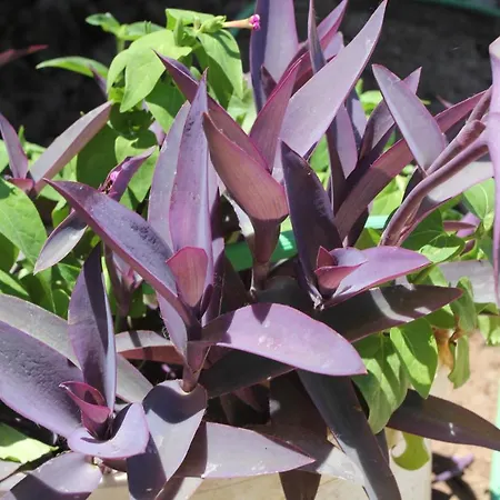 Bed & Breakfast Guelsuem Hanim Evleri