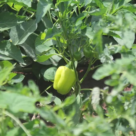 ベッド・アンド・ブレックファスト Guelsuem Hanim Evleri Orhaniye