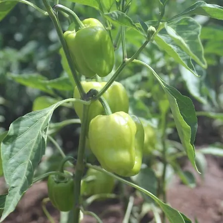 Guelsuem Hanim Evleri ベッド・アンド・ブレックファスト *