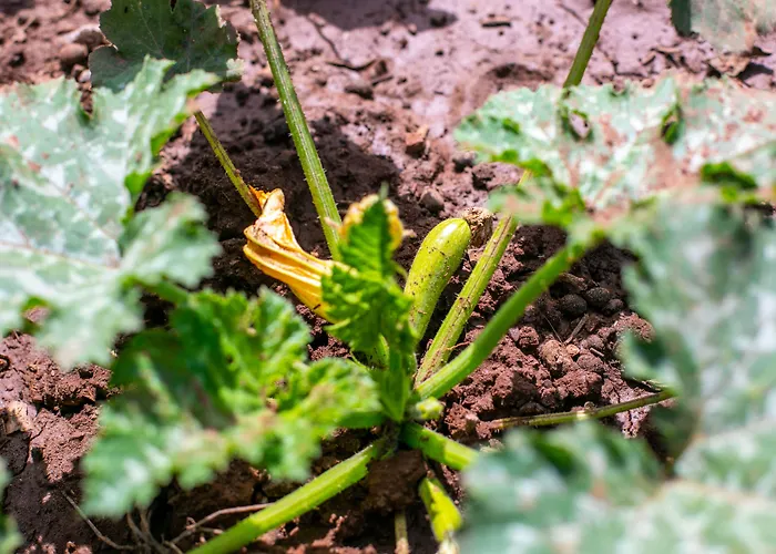 Guelsuem Hanim Evleri فندق مبيت وإفطار Orhaniye (Marmaris)