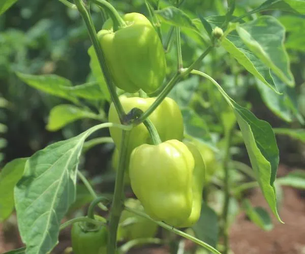 Guelsuem Hanim Evleri Oda ve Kahvaltı