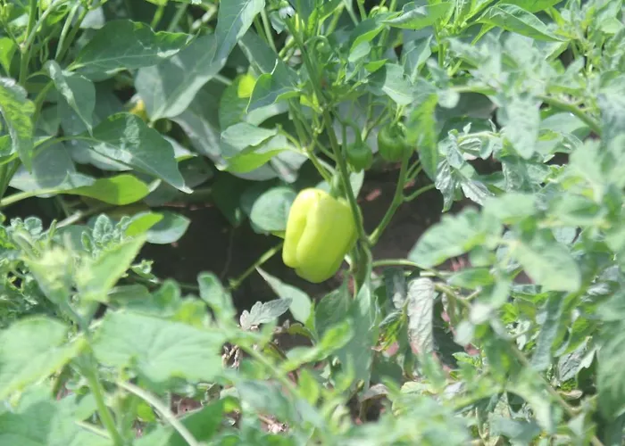 Guelsuem Hanim Evleri فندق مبيت وإفطار *