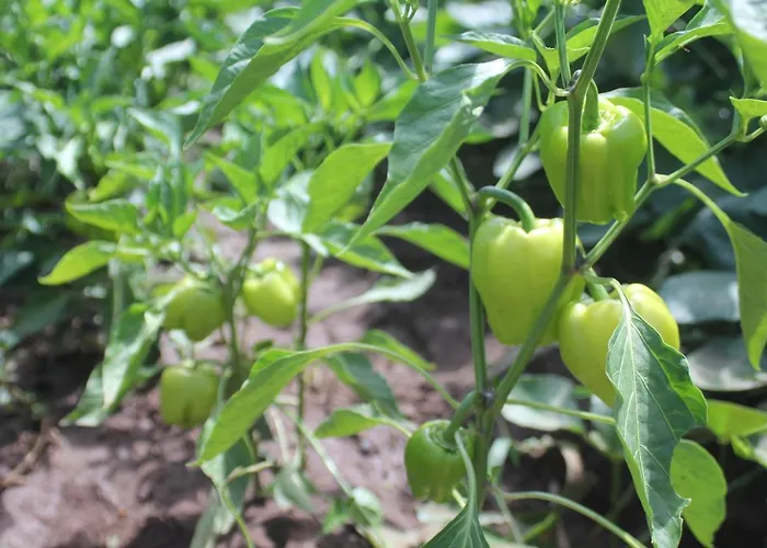 فندق مبيت وإفطار Guelsuem Hanim Evleri *