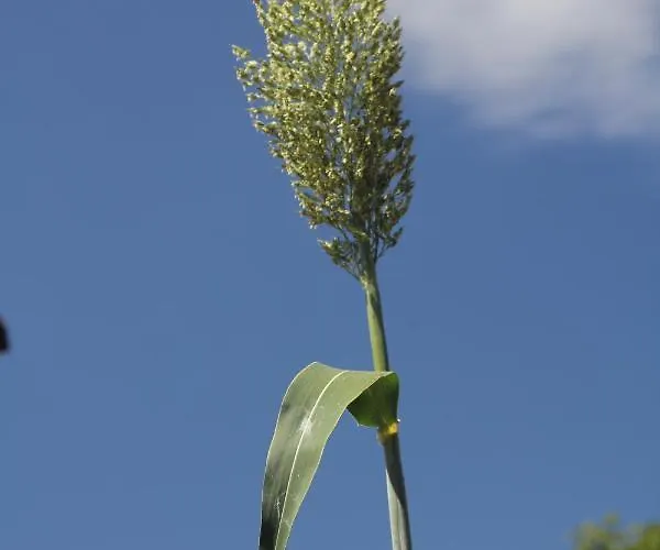 Guelsuem Hanim Evleri فندق مبيت وإفطار Orhaniye (Marmaris)