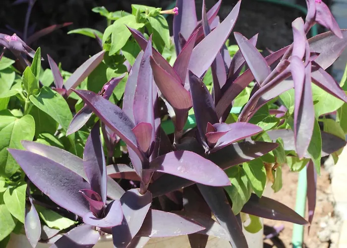 Oda ve Kahvaltı Guelsuem Hanim Evleri