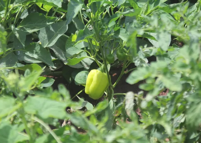 Oda ve Kahvaltı Guelsuem Hanim Evleri Orhaniye (Marmaris)